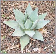 Agave applanta