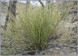 Euphorbia rosiana