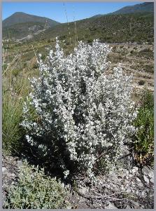 Leucophylum ambigum